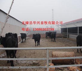 華興畜牧 專(zhuān)業(yè)福建廠家直銷(xiāo)渤海黑牛養(yǎng)殖與飼料一站式供貨商