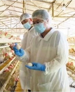 中草藥與益生菌注入 保亭蛋雞飼養產業煥發新生機